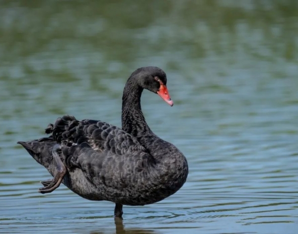 珍稀水鳥回歸河灣，福田紅樹林保護區(qū)迎來“稀客”黑天鵝！