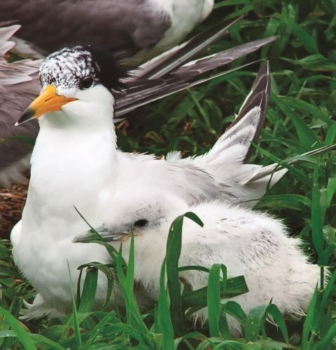 中華鳳頭燕鷗：不走尋常路的繁殖“怪咖”